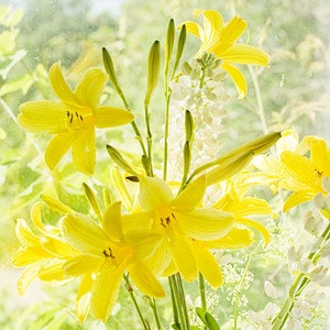 May include: A bouquet of yellow lilies with white flowers in the background. The lilies are in focus and the background is blurred.