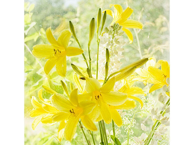 May include: A bouquet of yellow lilies with white flowers in the background. The lilies are in focus and the background is blurred.