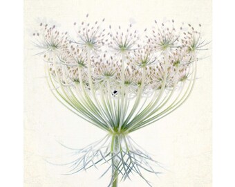 Wild Flower Art Print: Queen Anne's Lace Photograph