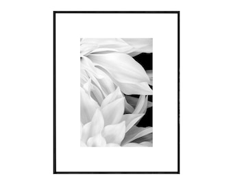 Black and White Abstract Flower Photography,  Minimalist Dahlia Art Print, Contemporary Wall Art