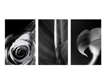 Black and White Abstract Gallery Wall Print Set of 3,  Flower Photograph Tryptic, Canna, Rose, Daylily Art Prints