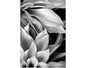 Black and White Dahlia Flower Photography,  Contemporary Art Print