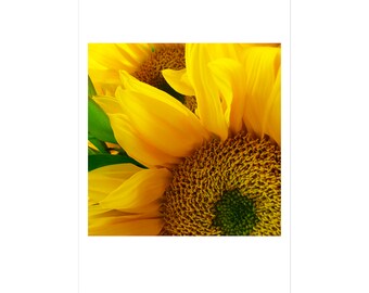 Sunflower  Greeting Card,  Blank Card, Flower Photo Card, Floral Note Card