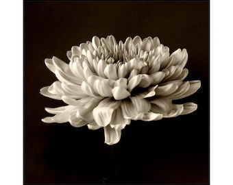 White Chrysanthemum Flower in Sepia: Dramatic Photography