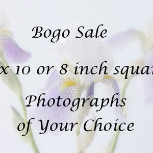 Bogo Sale, 8 x 10,  or 8 inch square Photographs of Your Choice