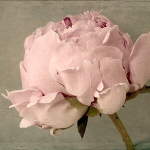 Peony Photographs Print Set of 2, Floral Art Prints, French Country Art image 2