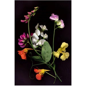 May include: A bouquet of colorful flowers with pink, white, yellow, and orange blooms. The flowers are arranged on a dark background.