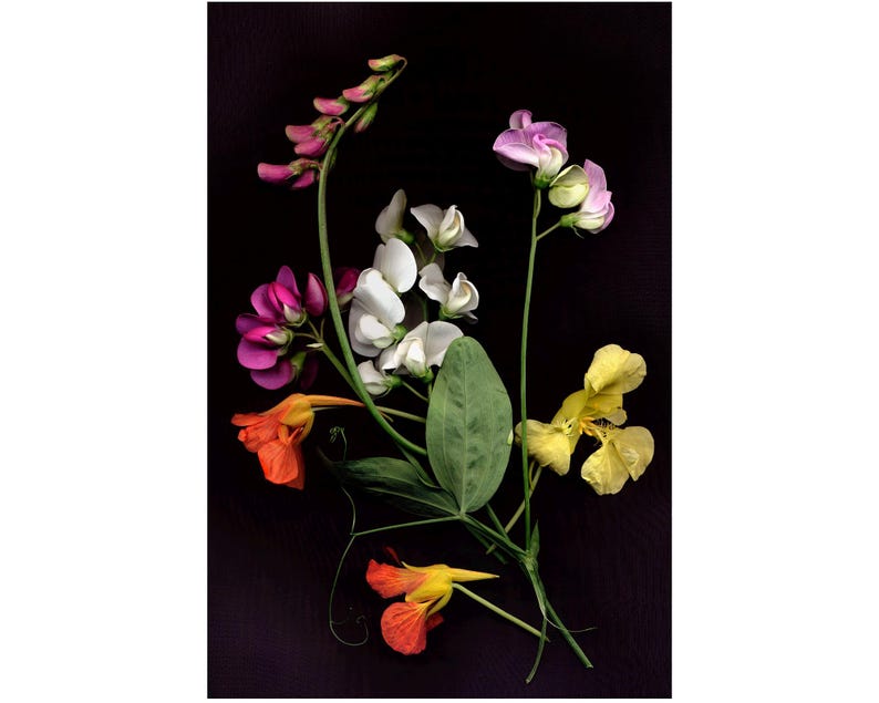 May include: A bouquet of colorful flowers with pink, white, yellow, and orange blooms. The flowers are arranged on a dark background.