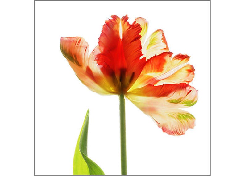 Printable Tulip Print Set of 3, Bright Flower Wall Art - Etsy