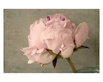 Peony Art Print, French Country Decor, Flower Photograph, Bedroom Decor, Pink Art Work