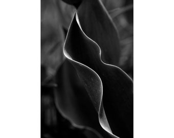 Contemporary Abstract Photograph of Foliage in Black and White, Dramatic Fine Art Print