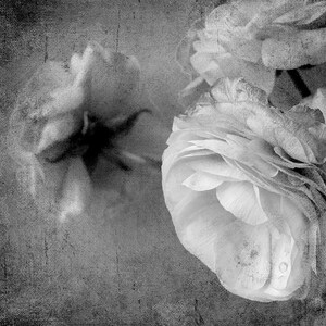 May include: Monochrome image featuring close-up of flowers with multiple petals. The photograph has a soft focus and a textured backdrop, giving a vintage or artistic impression. The flowers are the main subject, with subtle details.