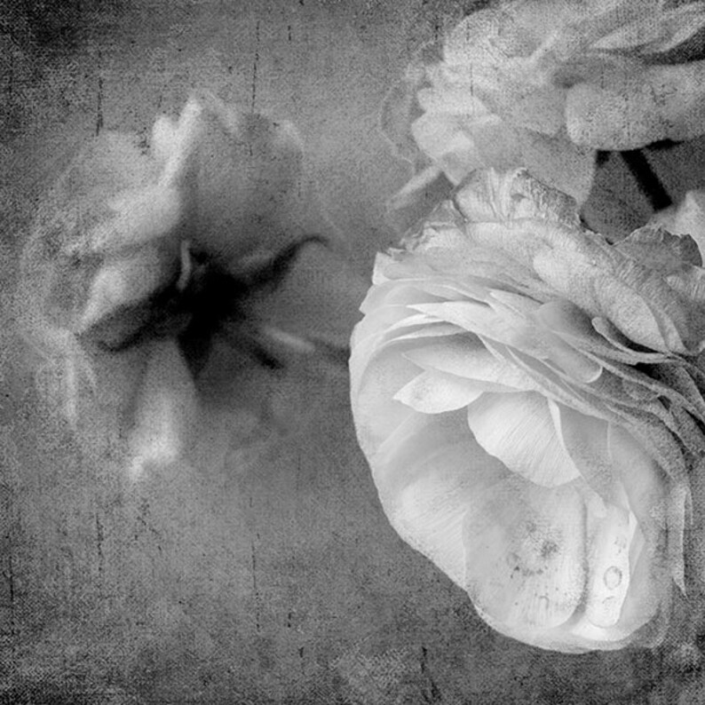 May include: Monochrome image featuring close-up of flowers with multiple petals. The photograph has a soft focus and a textured backdrop, giving a vintage or artistic impression. The flowers are the main subject, with subtle details.