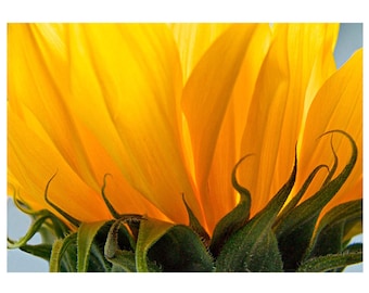 Sunflower Flower Photography,  Bright Yellow Wall Art