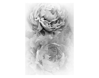 Ranunculus Floral Print: Soft, Misty Flower Photograph