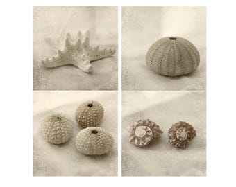 Sepia Seashell Print Set of 4,  Beach Decor: Sea Urchin, Star Fish