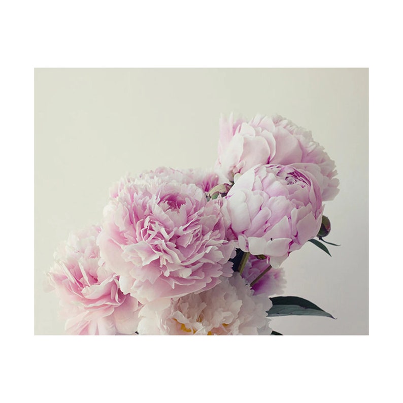 May include: A bouquet of soft pink peonies with delicate petals.