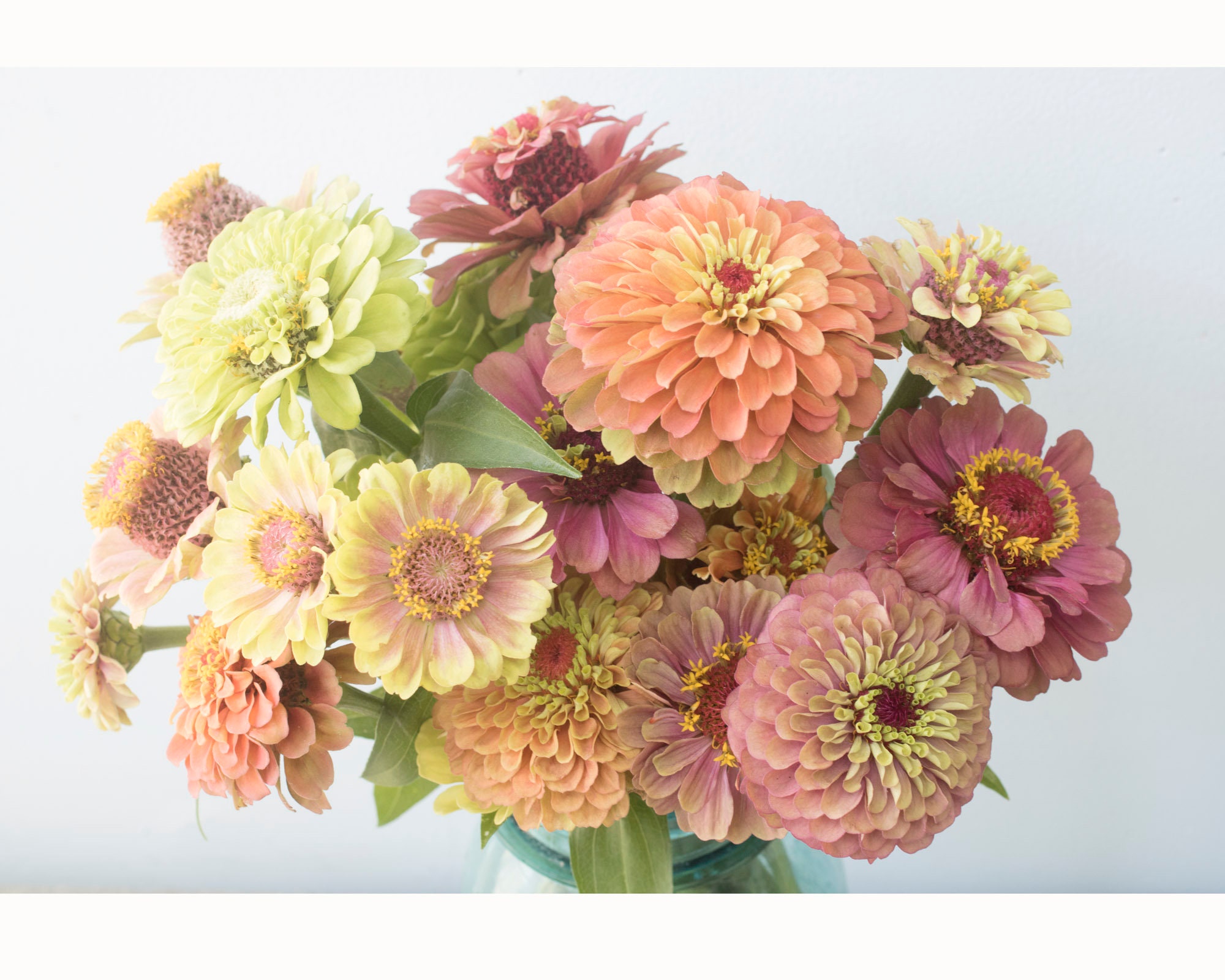 Soft Antique Floral Wall Art Pastel Zinnia Flower Photograph Etsy