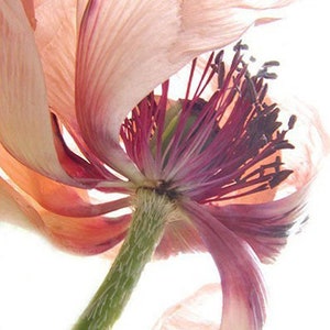 Poppy Flower Photography, Floral Art Print, Flower Wall Decor image 4