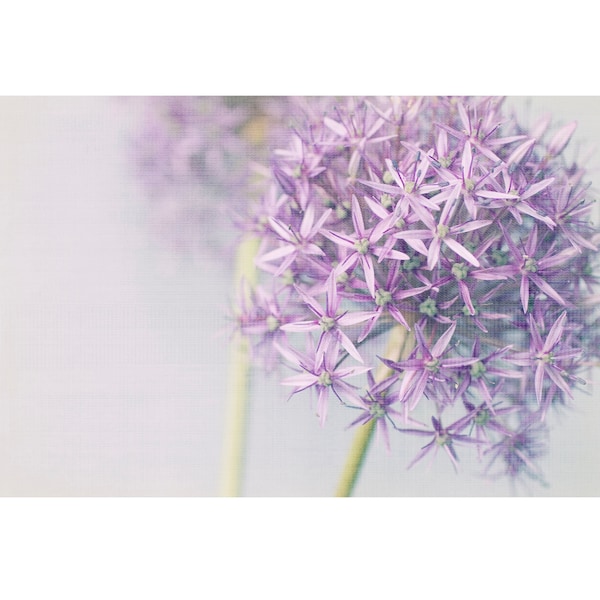 Ethereal Flower Photography, Allium Floral Art Print,  Above Bed Decor