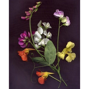 May include: A bouquet of pressed flowers with a variety of colors, including pink, white, orange, and yellow. The flowers are arranged on a dark background.