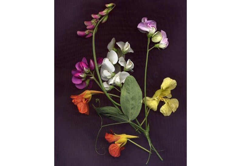 May include: A bouquet of pressed flowers with a variety of colors, including pink, white, orange, and yellow. The flowers are arranged on a dark background.