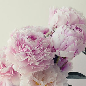 May include: A bouquet of soft pink peonies with delicate petals.