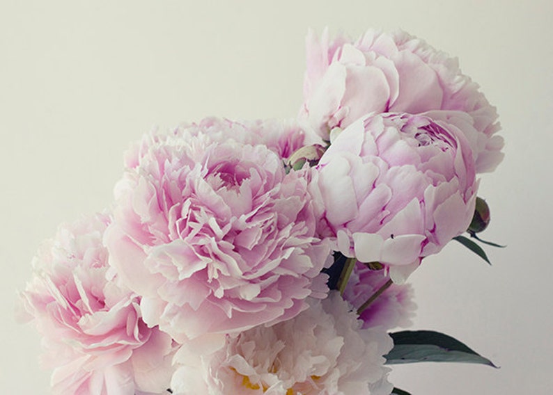 May include: A bouquet of soft pink peonies with delicate petals.
