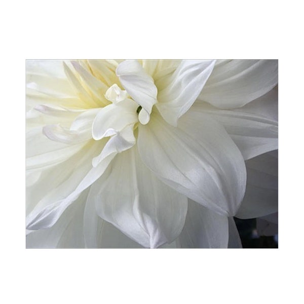 White Dahlia Wall Art, Floral Art Print, Flower Photograph, Contemporary Art