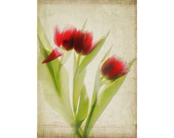 Red Tulip Botanical Scanner Art Print, Pressed Flower Art, X-Ray, French Country Decor