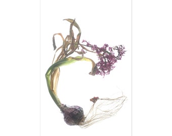 Hyacinth Flower Botanical Art Print, Relic