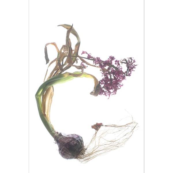 Hyacinth Flower Botanical Art Print, Relic