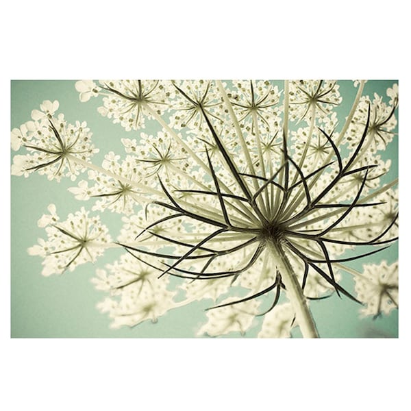 Queen Anne's Lace Photograph, Cottagecore Wall Art, Flower Photography, White Mint Decor