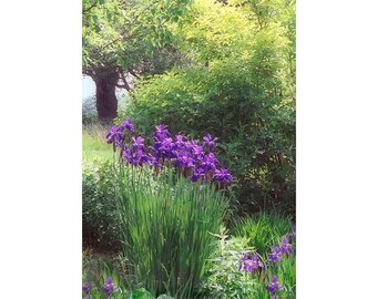 Garden Landscape Photograph, Purple Iris
