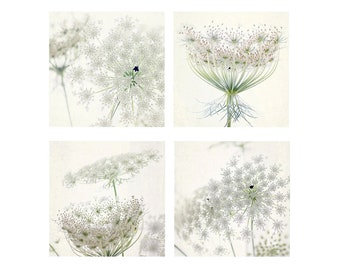 Queen Anne's Lace Print Set of 4, White Flower Photographs, Housewarming Gift