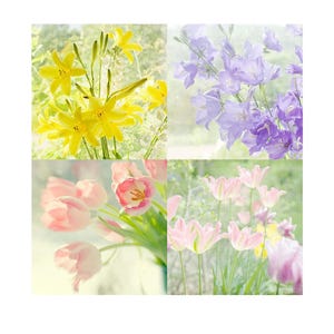 Four Flower Photographs, Ethereal Art, Tulip, Lily Prints image 1