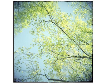Nature Photography, Tree Print, Spring Leaves Print, Chartreuse Turquoise Decor, Woodland Art