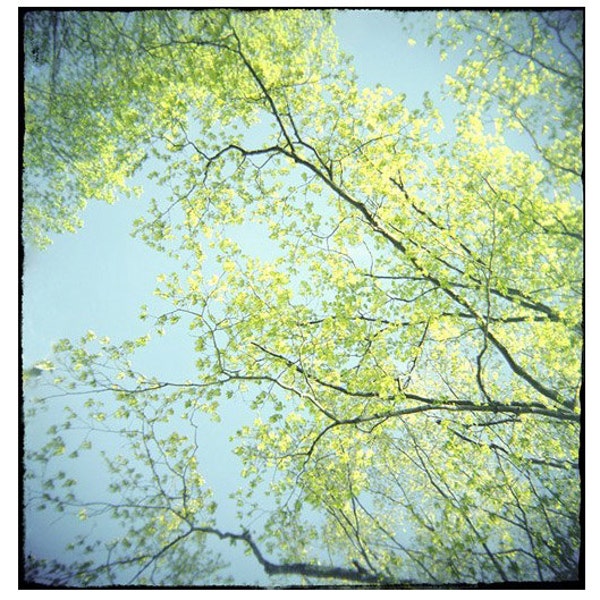 Nature Photography, Tree Print, Spring Leaves Print, Chartreuse Turquoise Decor, Woodland Art