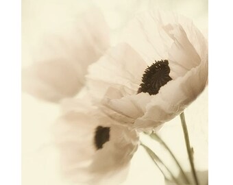 Poppy Flower Photograph, Poppy Wall Art, Shabby Chic Decor, Neutral Wall Art, Bedroom DecorFr