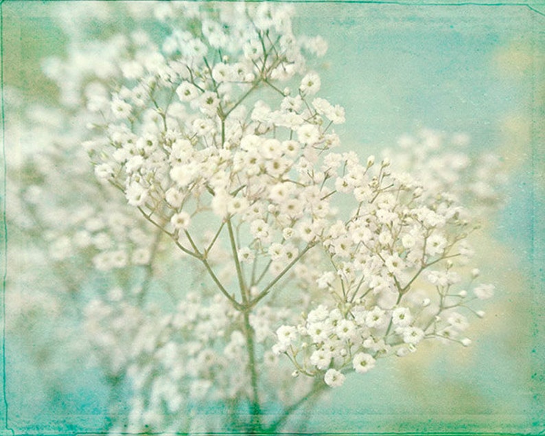 Baby's Breath Flower Print, Flower Photograph, White Turquoise Wall Art Bild 4