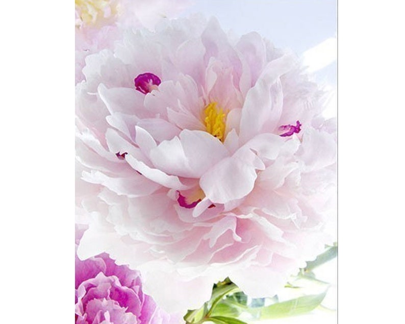 Peony Botanical Art Print, Flower Wall Decor, Peony Photograph, Boho Wall Art, Bedroom Decor 画像 2