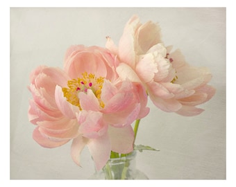 Coral Peony Still Life Photograph