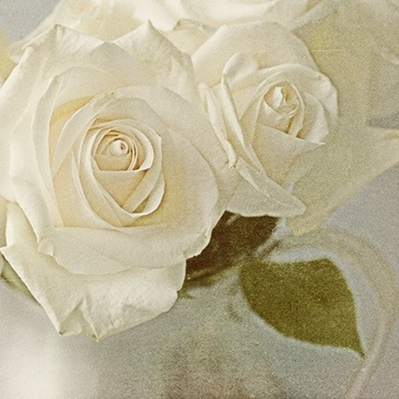 White Rose Print Set of 4 Country Chic Decor French Country Wall Decor Rose Photographs