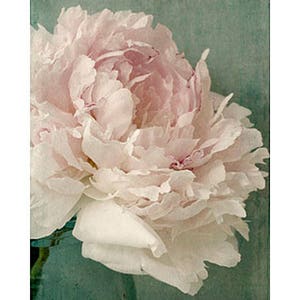 Peony Photograph, Peony Wall Art, Shabby Chic Wall Decor, French Country Home image 3