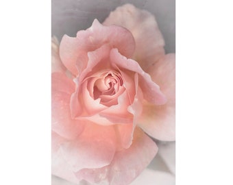 Rose Photograph, Pink Gray Shabby Chic Wall Art, Ethereal Flower Photography