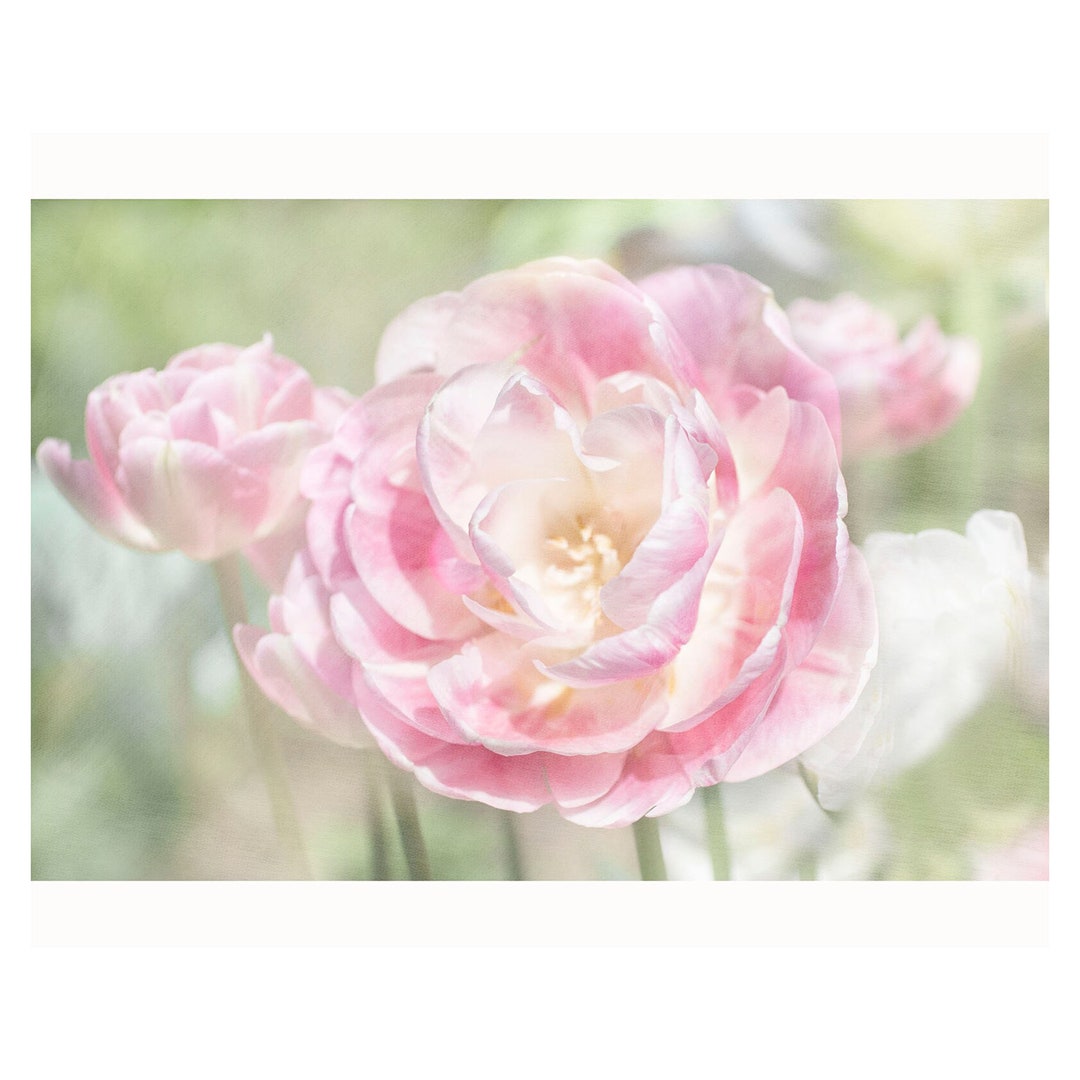 Pink Tulip Flower Photograph, Shabby Chic Wall Decor - Etsy