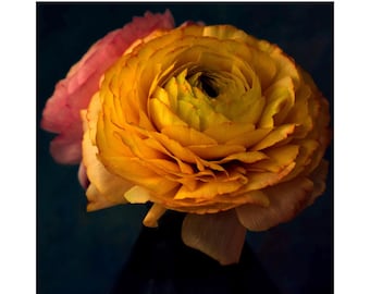 Orange Ranunculus Flower Photography: Rich Dark Floral Decor