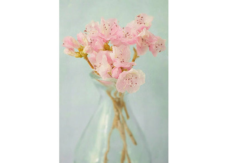 Azalea Art Print, Still Life Photograph image 3