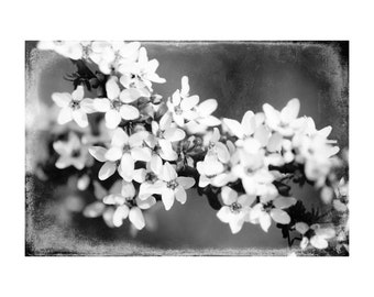 Apple Blossoms Photograph, Contemporary Art Black and White