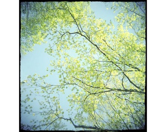 Tree Sky Photograph, Spring Landscape, Chartreuse Turquoise